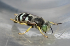 Bembix