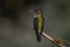 Taphrospilus hypostictus