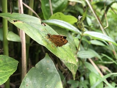 Ampittia virgata