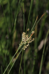 Carex garberi