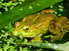 Pelophylax