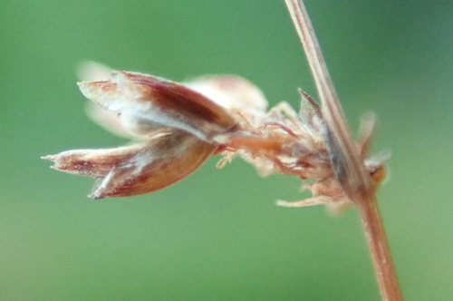 Image of Ficinia acuminata by (c) Nicola van Berkel, some rights reserved (CC BY-SA)