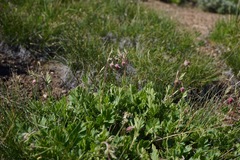 Geum triflorum ciliatum