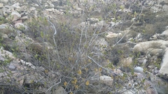 Kageneckia lanceolata