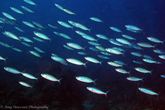 Pterocaesio tessellata