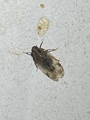Melanoliarus placitus