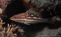 Anyperodon leucogrammicus