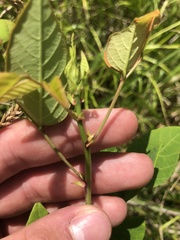 Desmodium laevigatum