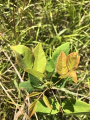 Desmodium laevigatum