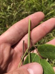 Desmodium laevigatum