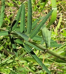 Desmodium sessilifolium