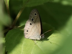 Megisto cymela cymela