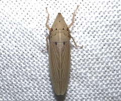 Draeculacephala septemguttata