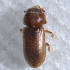 Tropicus pusillus