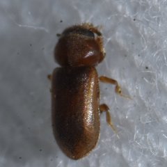 Tropicus pusillus