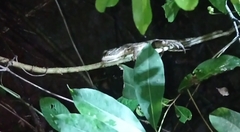 Basiliscus basiliscus