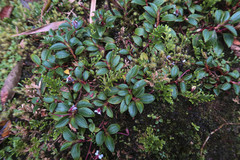 Vaccinium floribundum