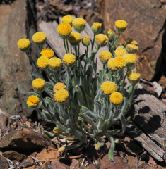 Erigeron aphanactis aphanactis