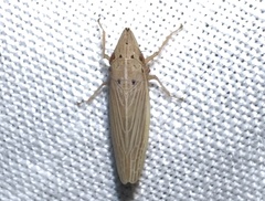 Draeculacephala septemguttata