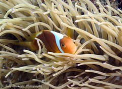 Amphiprion leucokranos