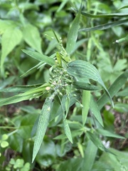 Dichanthelium malacophyllum