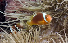 Amphiprion leucokranos
