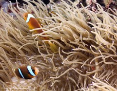 Amphiprion leucokranos