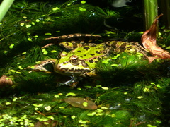 Pelophylax