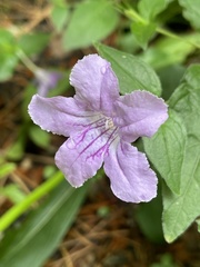 Ruellia pedunculata