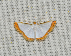 Leuciris institata