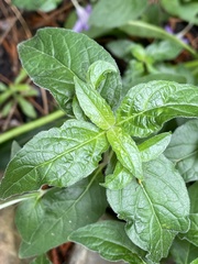 Ruellia pedunculata