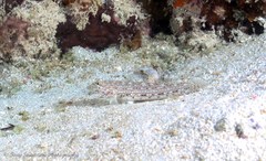 Istigobius decoratus