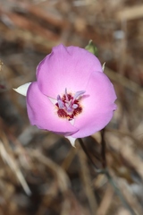 Calochortus palmeri