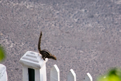 Funambulus palmarum