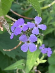Hesperis matronalis