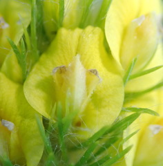 Aspalathus alopecurus