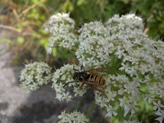 Temnostoma vespiforme
