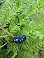 Trichochrysea