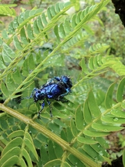 Trichochrysea