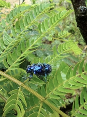 Trichochrysea