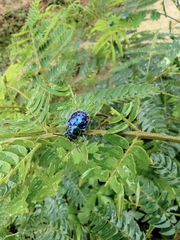 Trichochrysea