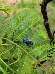 Trichochrysea