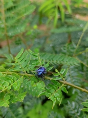 Trichochrysea