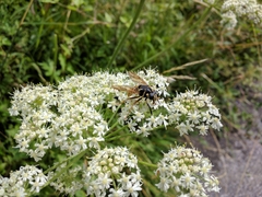 Temnostoma vespiforme