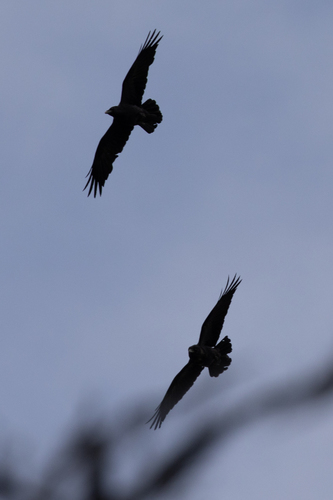 Common Raven