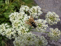 Temnostoma vespiforme