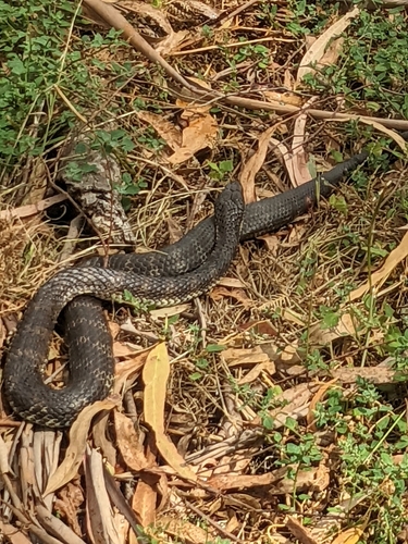 Tiger Snake sighting