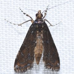 Langessa nomophilalis