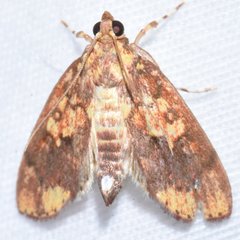 Mimophobetron pyropsalis