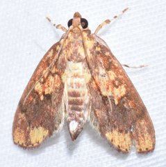 Mimophobetron pyropsalis